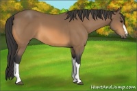Horse Color:Buckskin 