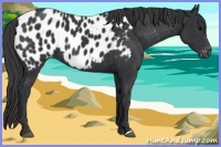 Horse Color:Black Appaloosa 