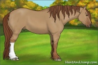 Horse Color:Red Dun