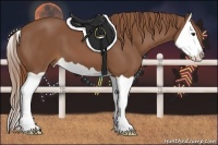 Horse Color:Chestnut Splash 