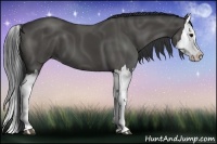 Horse Color:Black Splash