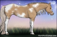 Horse Color:Silver Bay Dun Sabino Tobiano Frame Rabicano 