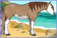 Horse Color:Red Dun Splash