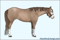 Horse Color:Blue Roan Pearl Sabino Splash 