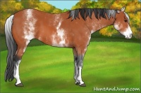 Horse Color:White Spotted Bay