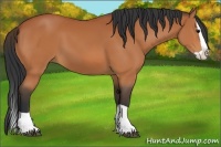 Horse Color:Bay Splash 