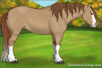 Horse Color:Red Dun Splash 