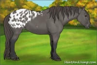 Horse Color:Grullo Appaloosa