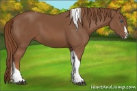 Horse Color:Chestnut Splash Tobiano