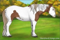 Horse Color:Chestnut Splash Tobiano 