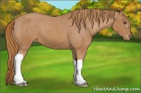 Horse Color:Chestnut Appaloosa 