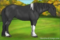 Horse Color:Black Tobiano 