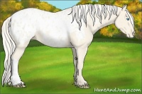 Horse Color:Cremello Appaloosa
