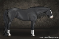 Horse Color:Black Splash 