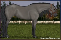 Horse Color:Grullo 