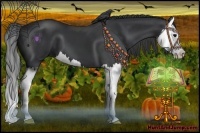 Horse Color:Black Splash 