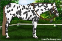 Horse Color:Liver Chestnut Sabino Near Leopard 