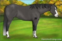 Horse Color:Black Splash 