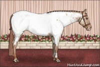 Horse Color:Red Dun Appaloosa