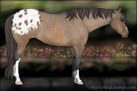 Horse Color:Bay Dun Appaloosa 
