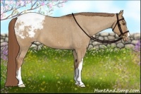 Horse Color:Red Dun Appaloosa Brindle 