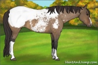 Horse Color:Bay Dun Appaloosa 