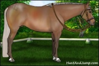 Horse Color:Silver Bay 