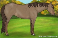Horse Color:Liver Red Dun Brindle