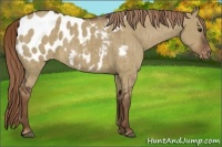 Horse Color:Liver Red Dun Appaloosa Brindle