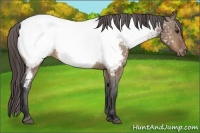 Horse Color:Bay Dun Appaloosa Brindle 