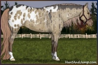 Horse Color:Liver Red Dun Appaloosa