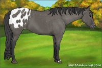 Horse Color:Grullo Appaloosa 