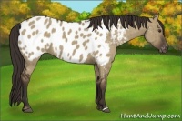 Horse Color:Liver Red Dun Near Leopard Brindle