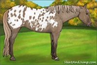 Horse Color:Liver Red Dun Appaloosa Brindle 
