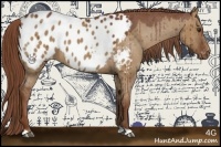Horse Color:Red Dun Appaloosa 