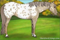 Horse Color:Chocolate Palomino Dun Appaloosa 