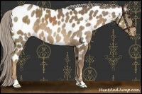 Horse Color:Chocolate Palomino Near Leopard 