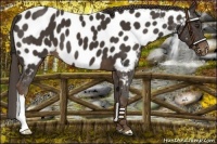 Horse Color:Liver Chestnut Appaloosa