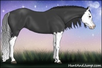 Horse Color:Black Splash 