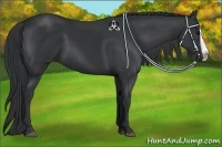 Horse Color:Black Splash 