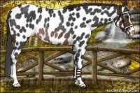 Horse Color:Brown Roan Sabino Appaloosa Rabicano