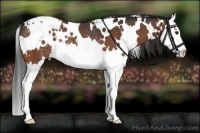 Horse Color:White Spotted Brown Splash Appaloosa Rabicano