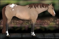 Horse Color:Bay Dun Sabino Varnish Rabicano 