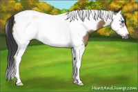 Horse Color:Buckskin Splash Tobiano Frame Rabicano