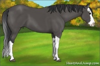 Horse Color:Black Splash 