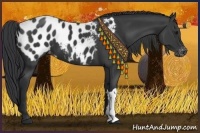 Horse Color:Black Appaloosa 