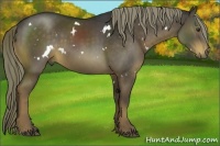 Horse Color:White Spotted Liver Chestnut Rabicano 