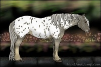 Horse Color:Chocolate Palomino Sabino Appaloosa 