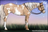 Horse Color:White Spotted Chocolate Silver Buckskin Pearl 