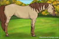 Horse Color:Red Dun 